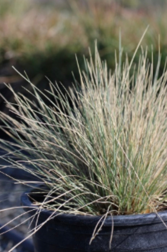 Blue Oat Grass Helictotrichon sempervirens One Gallon Size
