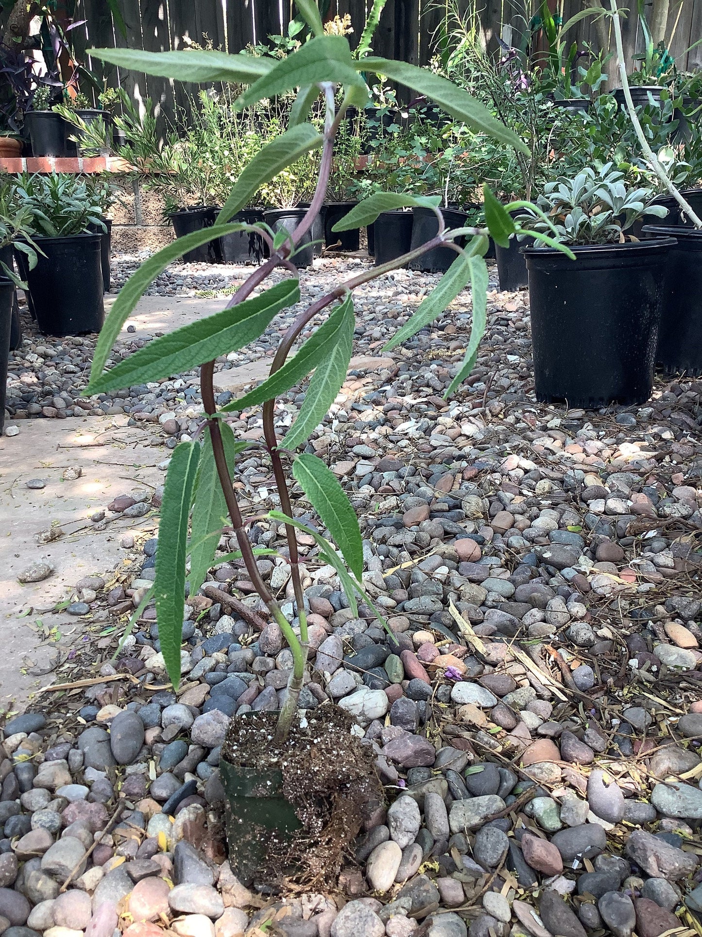 Velvet Mexican Bush Sage Salvia leucantha Plant 1 Gallon