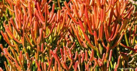 Sticks on Fire Firesticks Pencil Cactus Euphorbia tirucalli Plant
