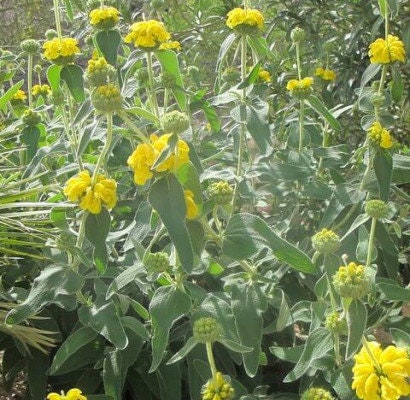 Jerusalem Sage Phlomis Fruticosa Plant One Gallon