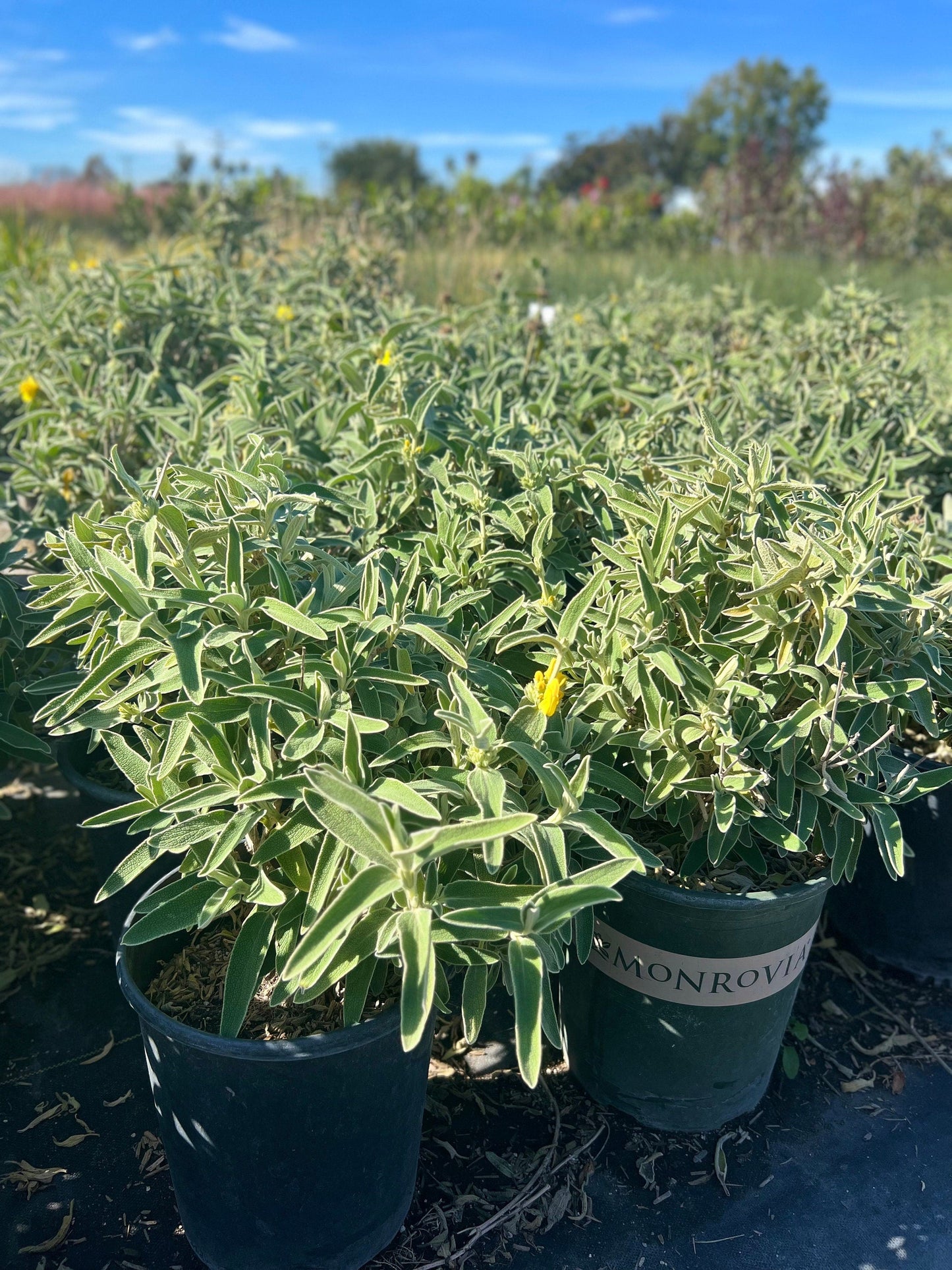 Jerusalem Sage Phlomis Fruticosa Plant One Gallon