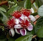 1 Pineapple Guava Plant Acca sellowiana Large 5 Gallon Size