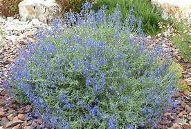 Salvia chamaedryoides 'Marine Blue' Germander Sage