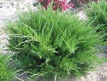 Sea Green Juniper Juniperus chinensis 'Sea Green' Plant