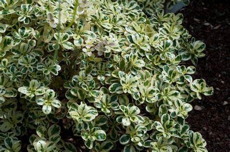 Dwarf Variegated Mirror Plant Coprosma repens 'Marble Queen'