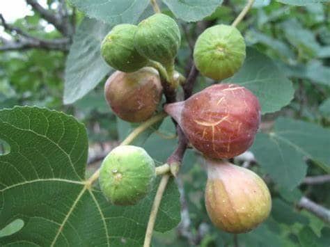Celeste Fig Tree, Sugar Fig Ficus carica