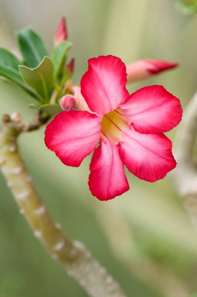 Pink desert rose : Adenium obesum rose
