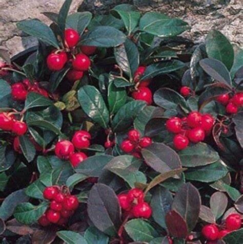 25 Wintergreen  Teaberry Plants (Gaultheria procumbens)