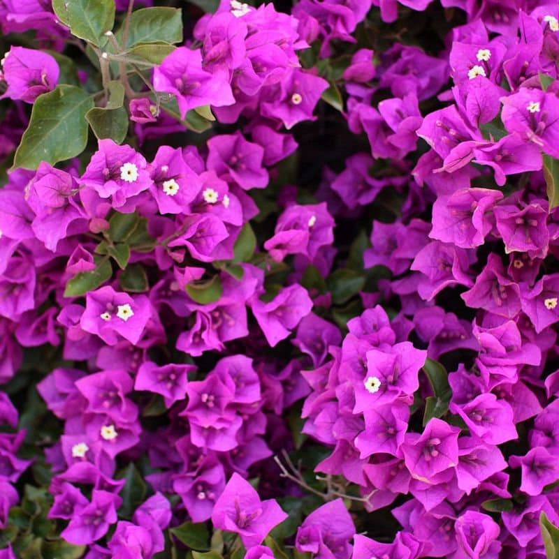 Royal Purple Bougainvillea Plant