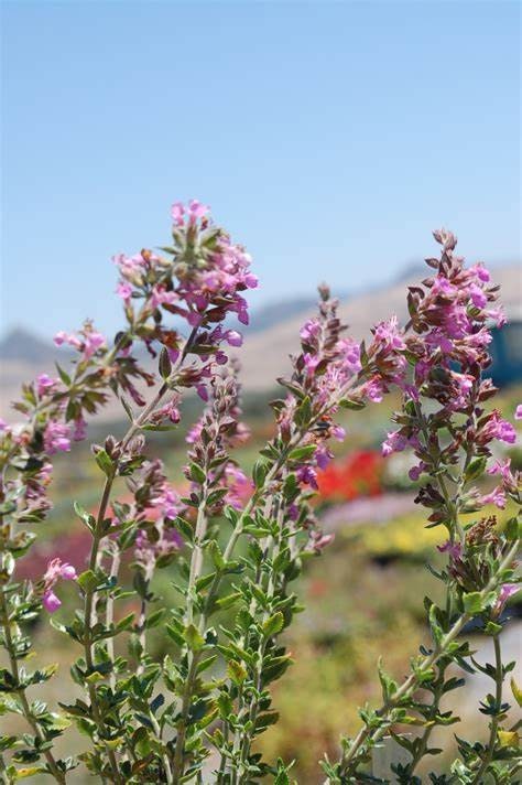 Wall Germander Teucrium chamaedrys Plant One Gallon Size