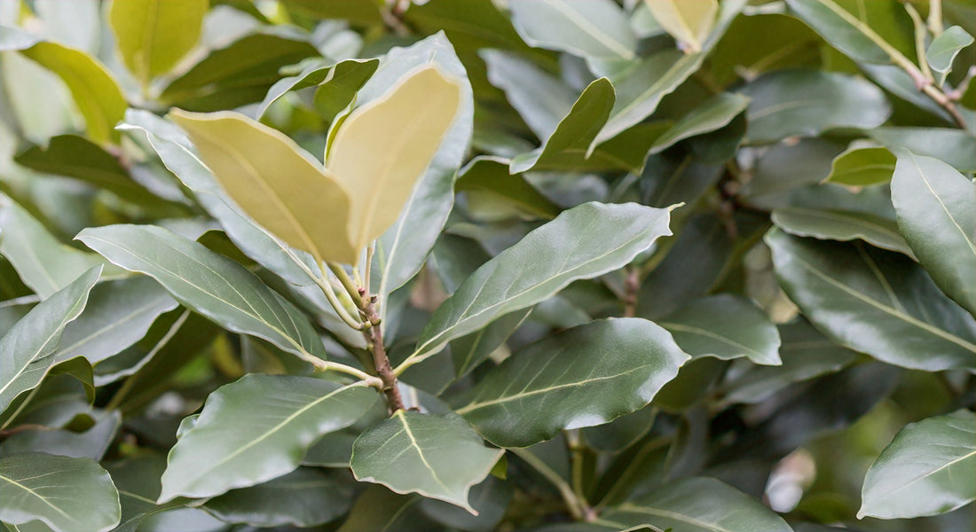 Bay Laurel: The Essential Guide to Growing and Caring for Laurus nobilis Trees - Healthy Harvesters