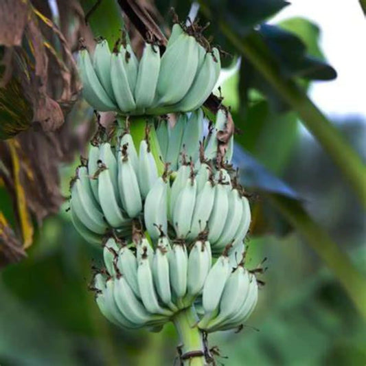 Blue Java Ice Cream Banana  - Healthy Harvesters