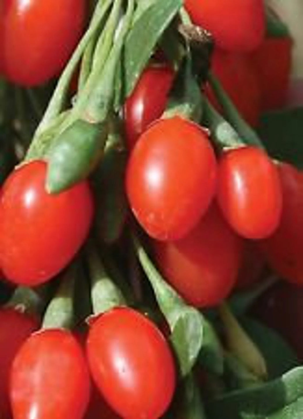 Grow Goji Berry Plants - Healthy Harvesters