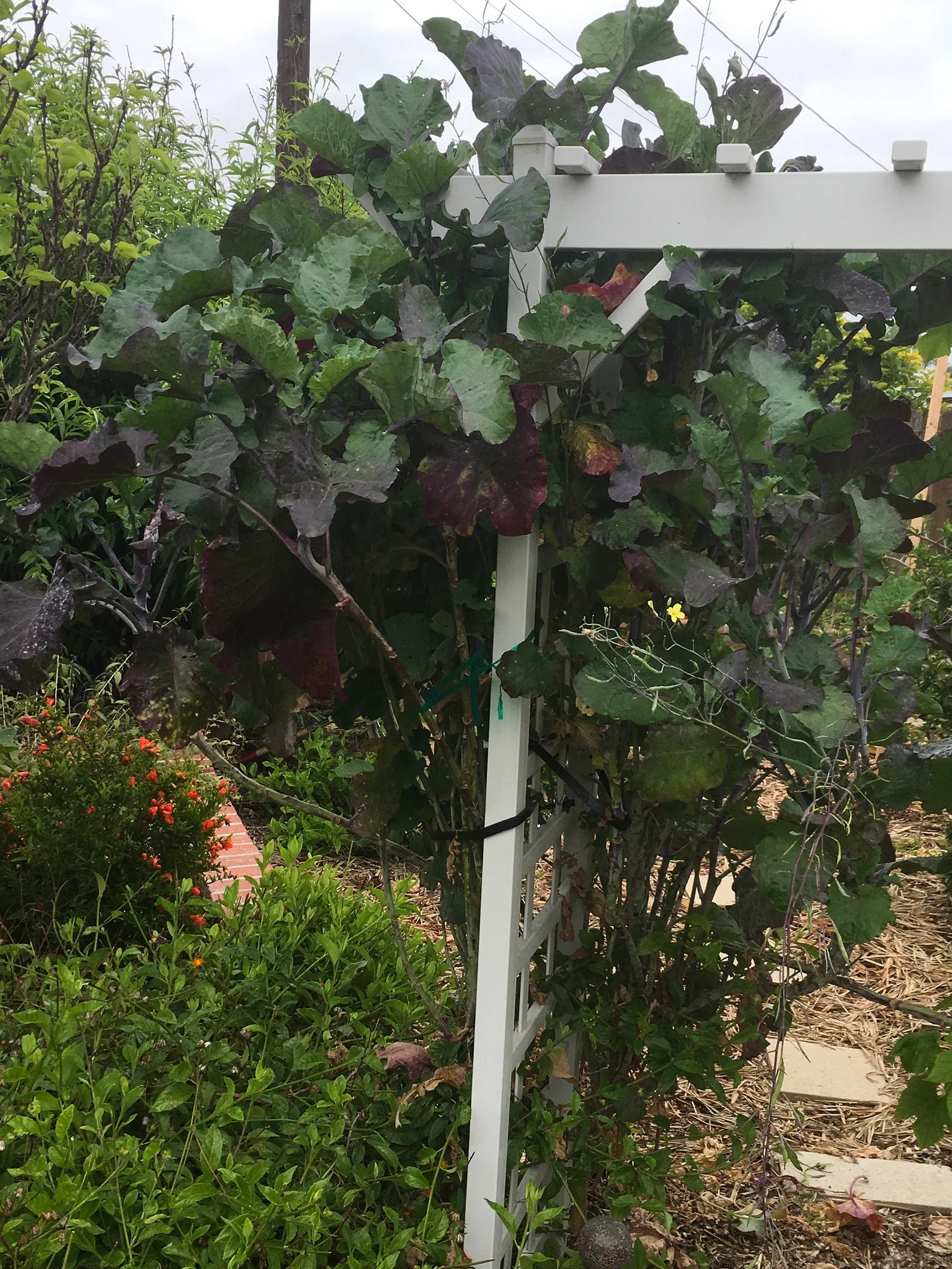 Purple Tree Collards – Healthy Harvesters