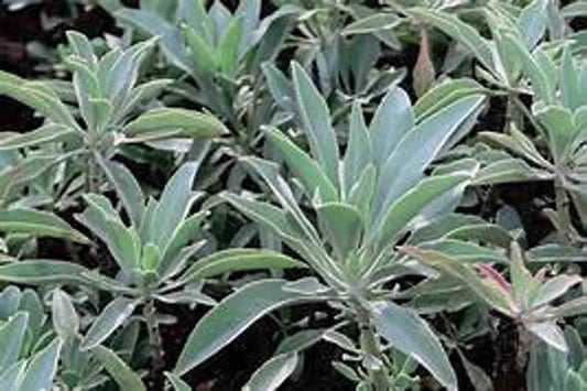 White Sage Plant - Healthy Harvesters