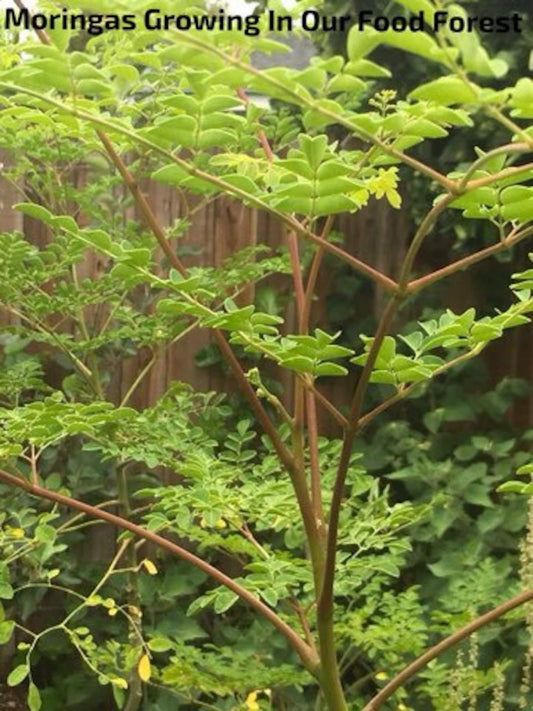 Benefits of Growing Moringa Trees - Healthy Harvesters