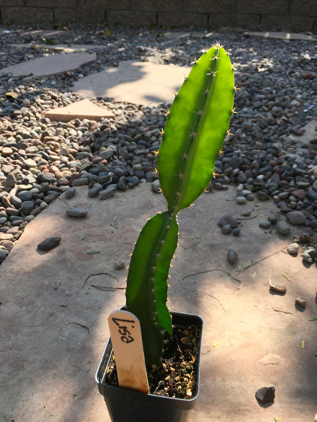 How to Propagate Dragonfruit by Cuttings