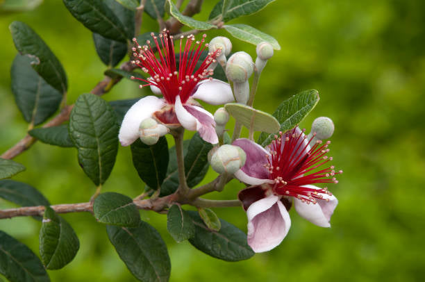 Growing Pineapple Guava Feijoa sellowiana Plants - Healthy Harvesters ...