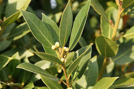 Bay Leaf Laurus nobilis Bay Laurel Sweet Bay Tree  - Healthy Harvesters