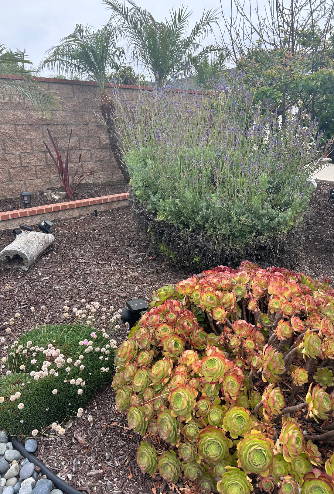 Succulent landscaping in drought tolerant garden 