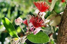 Grow a Pineapple Guava Plant