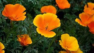 Most Drought-Resistant Native Plants - Healthy Harvesters