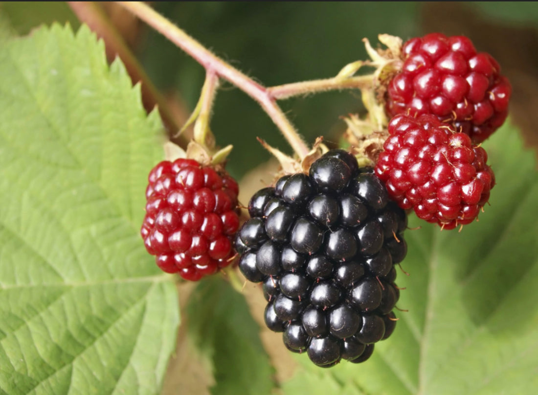 The Ultimate Guide to Growing Navajo Thornless Blackberry - Healthy Harvesters