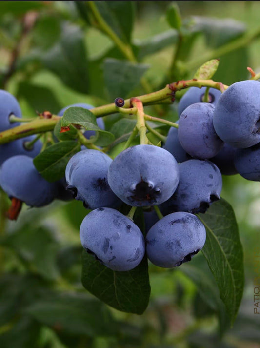 Jewel Southern Highbrush Blueberry - Healthy Harvesters