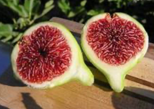 Strawberry Verte Fig Tree - Healthy Harvesters