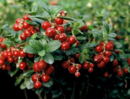 Red Candy Lingonberry Plant - Healthy Harvesters