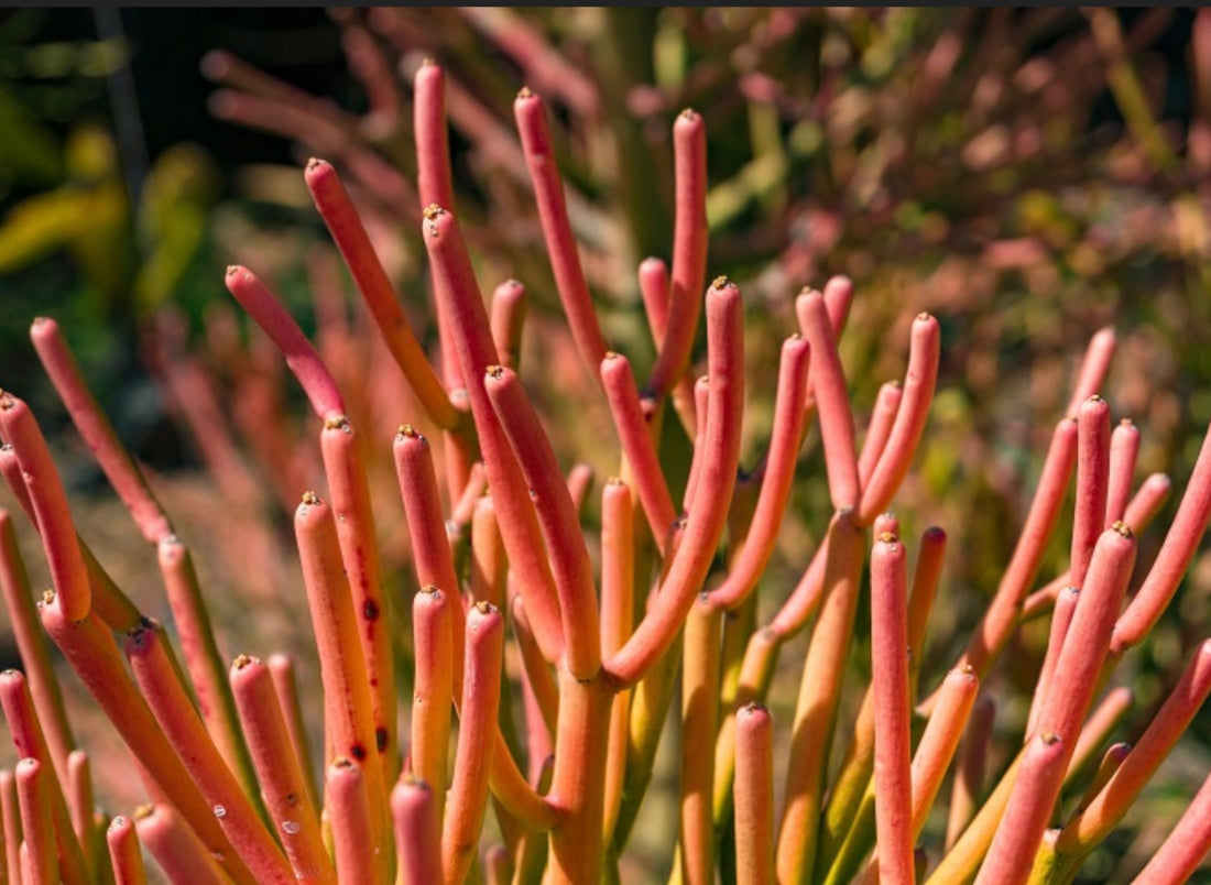 Drought Resistant Firestick Succulent