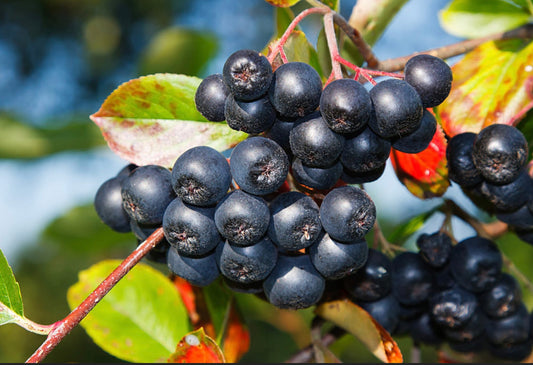 Aronia Berry Plants - Healthy Harvesters