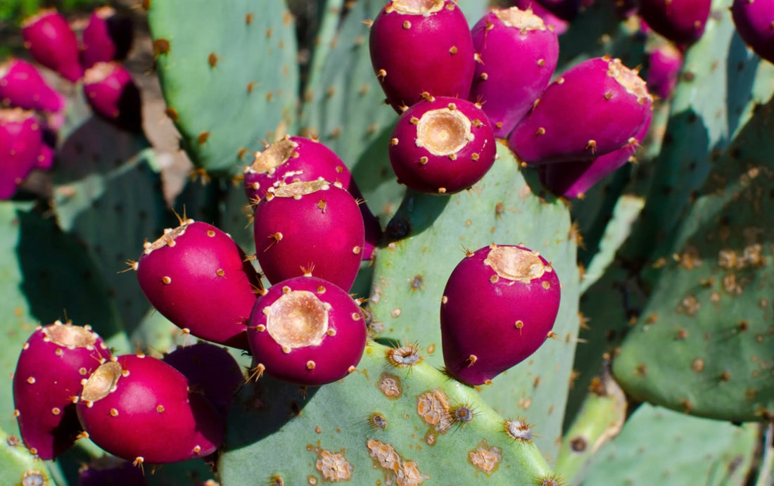 Prickly Pear Cactus: Benefits & Uses - Healthy Harvesters
