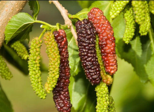 Pakistan Mulberry Tree - Healthy Harvesters