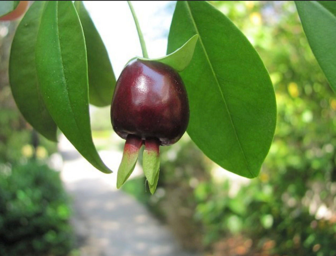 Subtropical Fruit Tree- Cherry of the Rio Grande