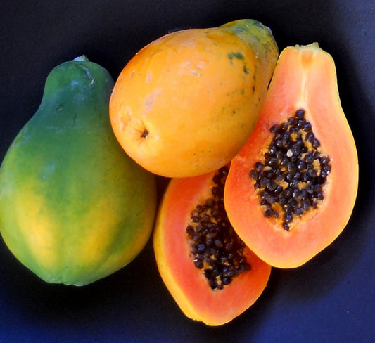 Papaya Tree - Healthy Harvesters