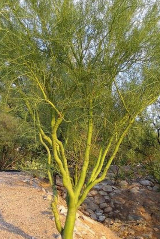 A Definitive Guide to the Edible Foorhills Palo Verde Tree - Healthy Harvesters