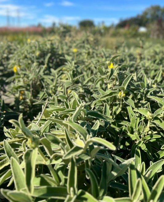 Jerusalem Sage - Healthy Harvesters