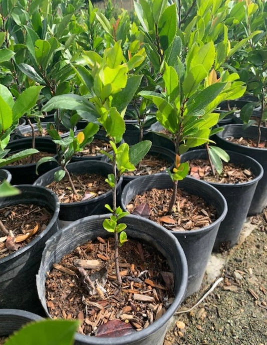 Carolina Laurel Cherry Tree - Healthy Harvesters