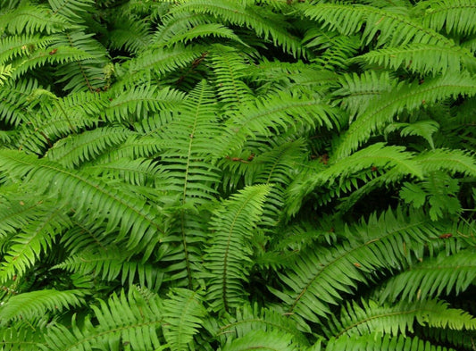 Western Sword Fern - Healthy Harvesters