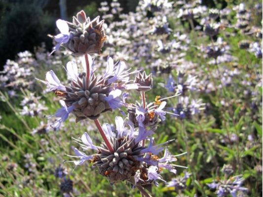 Growing Cleveland Sage - Healthy Harvesters