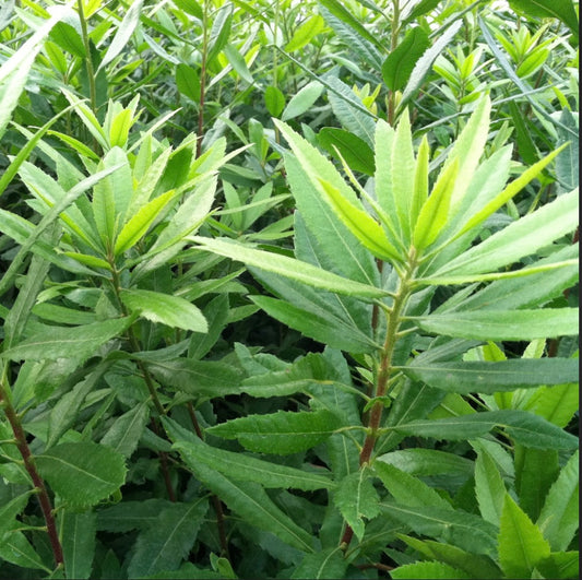 Pacific Wax Myrtle Myrica californica Shrub - Healthy Harvesters