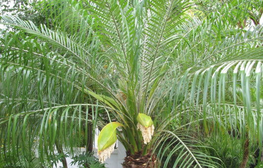 Pygmy Date Palm Tree - Healthy Harvesters