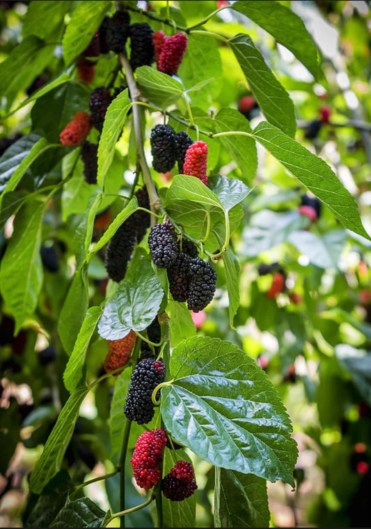 Dwarf Everbearing Mulberry Tree - Healthy Harvesters