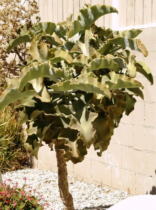 Velvet Leaf Elephant Ear Plant - Healthy Harvesters