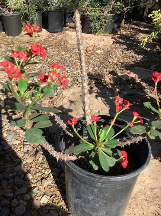 Crown of Thorns Plant - Healthy Harvesters