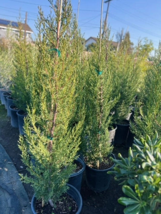 Arizona Cypress Tree - Healthy Harvesters