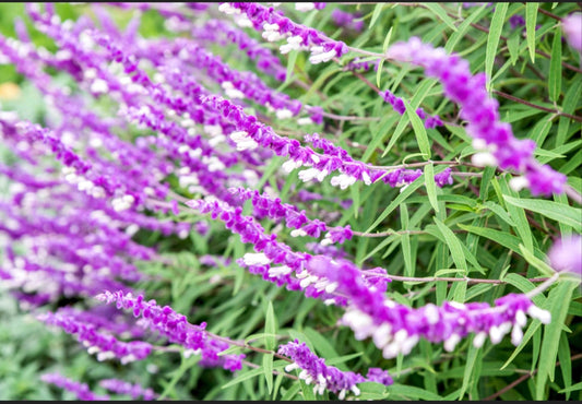 Colorful Mexican Sage Landscape Plant - Healthy Harvesters