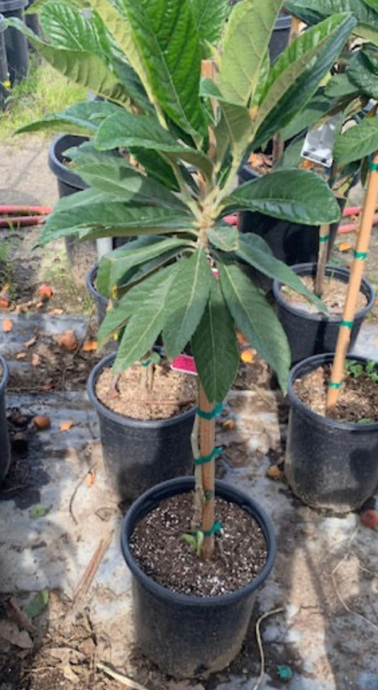 Big Jim Loquat Fruit Tree - Healthy Harvesters