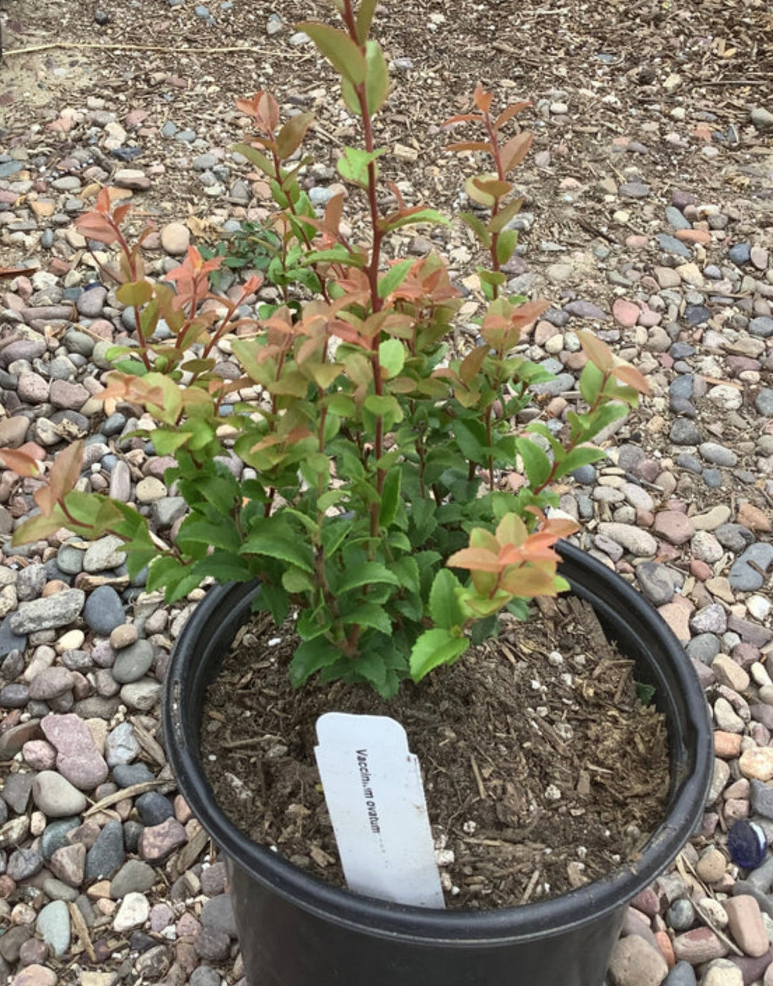 Evergreen Huckleberry Vaccinium ovatum Plant - Healthy Harvesters